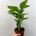 calathea rufibarba bluegrass prayer plant 12cm pot