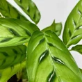 calathea rufibarba bluegrass prayer plant 12cm pot