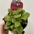 monstera deliciosa cheese plant 14cm pot