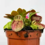 Carnivorous Cephalotus Follicularis Australian Pitcher 8cm pot