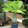 brighamia insignis hawaiian palm large 12cm pot