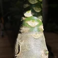 brighamia insignis hawaiian palm large 12cm pot