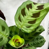IMG_8451