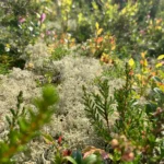 10kg Live Reindeer Moss for Pat