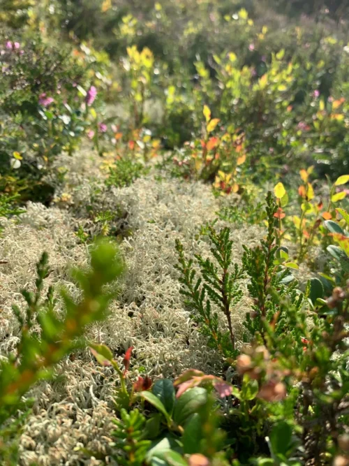 fresh reindeer moss lichen