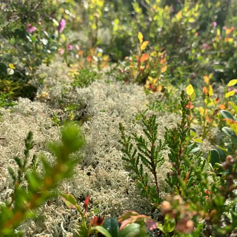 fresh reindeer moss lichen