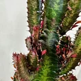 euphorbia trigona african milk tree cactus 18cm pot
