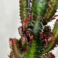 euphorbia trigona african milk tree cactus 18cm pot