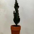 euphorbia trigona african milk tree cactus 18cm pot