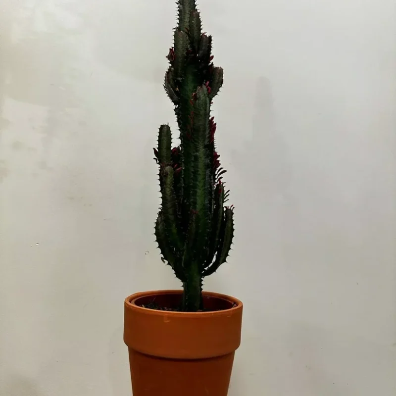 euphorbia trigona african milk tree cactus 18cm pot euphorbia trigona african milk tree cactus 18cm pot
