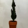 euphorbia trigona african milk tree cactus 18cm pot