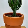 euphorbia trigona african milk tree cactus 18cm pot