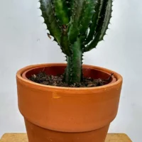 euphorbia trigona african milk tree cactus 18cm pot