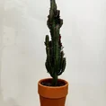 euphorbia trigona african milk tree cactus 18cm pot