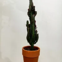 euphorbia trigona african milk tree cactus 18cm pot