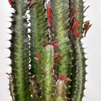 euphorbia trigona african milk tree cactus 18cm pot