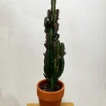 euphorbia trigona african milk tree cactus 18cm pot