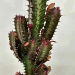Euphorbia Trigona African Milk Tree Cactus 18cm pot