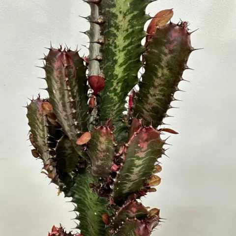 euphorbia trigona african milk tree cactus 18cm pot