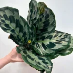 Calathea Helen Keneddy Prayer Plant 14cm pot