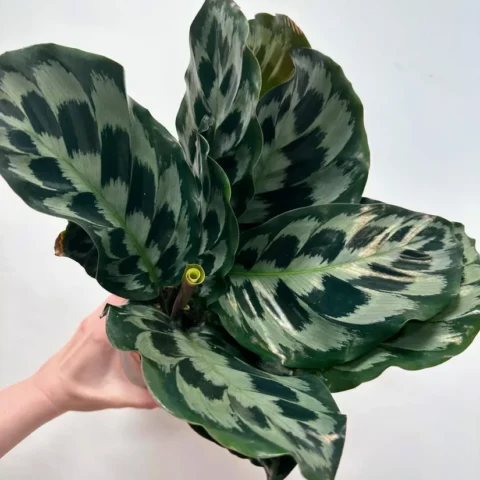 calathea helen keneddy prayer plant 14cm pot