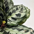 calathea helen keneddy prayer plant 14cm pot