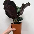 calathea helen keneddy prayer plant 14cm pot