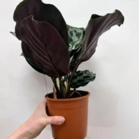 calathea helen keneddy prayer plant 14cm pot
