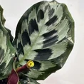 calathea helen keneddy prayer plant 14cm pot