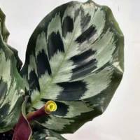 calathea helen keneddy prayer plant 14cm pot