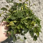 Mimosa Pudica Sensitive Plant 9cm pot