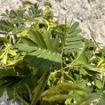 mimosa pudica sensitive plant 9cm pot