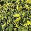 mimosa pudica sensitive plant 9cm pot