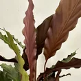calathea rufibarba prayer plant 19cm pot