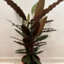 calathea rufibarba prayer plant 19cm pot