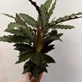 calathea rufibarba prayer plant 19cm pot