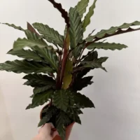 calathea rufibarba prayer plant 19cm pot