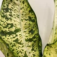 dieffenbachia banana dumb cane large 23cm pot