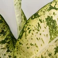 dieffenbachia banana dumb cane large 23cm pot