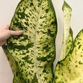 dieffenbachia banana dumb cane large 23cm pot
