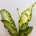 dieffenbachia banana dumb cane large 23cm pot