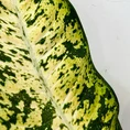 dieffenbachia banana dumb cane large 23cm pot
