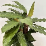 Calathea Rufibarba Prayer Plant 19cm pot