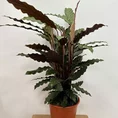 calathea rufibarba prayer plant 19cm pot