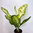 dieffenbachia banana dumb cane large 23cm pot
