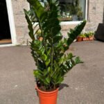 Zamioculcas Zamiifolia Emerald Palm ZZ LARGE 21cm pot