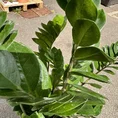zamioculcas zamiifolia emerald palm zz x large 90cm height 24cm pot (copy)