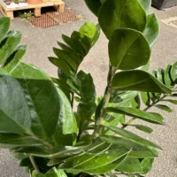 zamioculcas zamiifolia emerald palm zz x large 90cm height 24cm pot (copy)