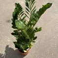 zamioculcas zamiifolia emerald palm zz x large 90cm height 24cm pot (copy)