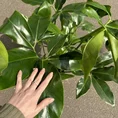 philodendron goeldii fun bun large 24cm pot